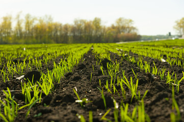 Future harvest 2022. Seedlings of winter wheat. The field is sown with grain crops.