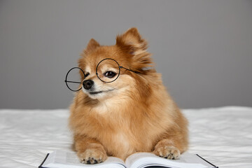 Cunning little Spitz in round glasses playfully looks camera with his front paws folded over an...
