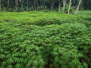 cassava plant (Manihot esculenta) growing in a farm
