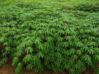 cassava plant (Manihot esculenta) growing in a farm