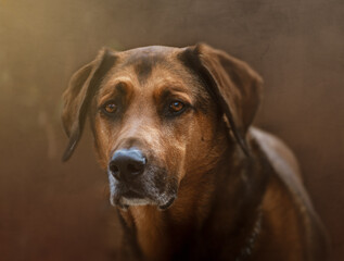 Fototapeta na wymiar beautiful portrait of a large malinois cross dog with texture background .