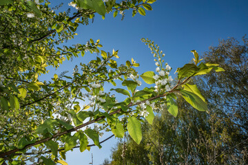 spring, may, city, street, walk, day, blue sky, branch, bird cherry, inflorescences, flowers, petals, green leaves, tenderness, shine, beauty, glare, light, shadow, observations