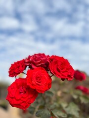 red roses against blue sky