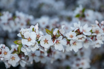 spring, may, walk, day, city, street, branch, felt cherry, flowers, petals, green leaves, tenderness, shine, beauty, glare, light, shadow, observations