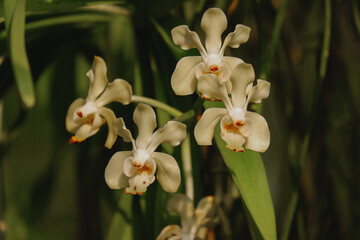 Fototapeta na wymiar Orchid flower blooming close up in garden