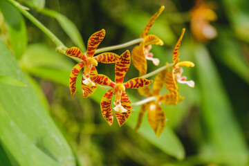 Orchid flower blooming close up in garden