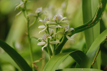 Orchid flower blooming close up in garden