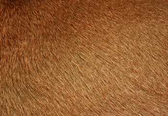 Full frame brown fur, brown deer fur for the background.