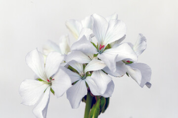 Obraz premium close-up of geranium flower (Pelargonium L`Herit)