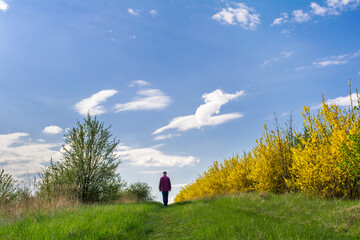 A man walks along the path beyond the horizon among the trees and bushes of a flowering spring garden