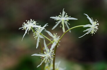 オウレンの花