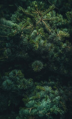 Pine branches with needles on blurred background.