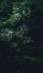 Pine branches with needles on blurred background.