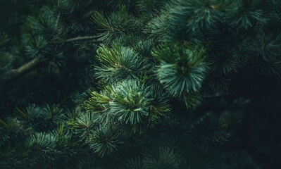 Naklejka na ściany i meble Pine branches with needles on blurred background.