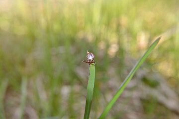 Tick on the grass close-up. Lyme Borreliosis Disease or Encephalitis Virus Infectious. Dermacentor Tick Arachnid Parasite Macro. Tick Insect on Green Grass in the sunshine of summer.