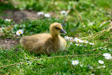Newborn gosling on the waterfront