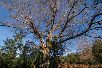 Fototapeta na wymiar majestic tree without leaves in winter in the mountains of the Basque Country