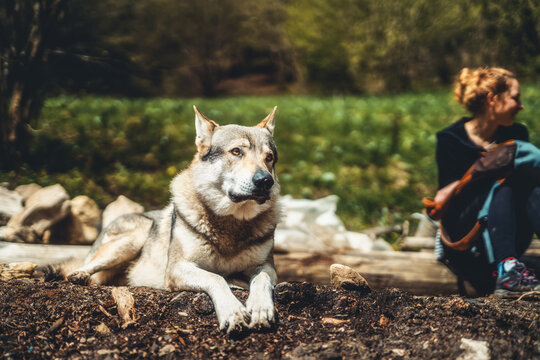 Czechoslovakian wolfdog in nature. wolfhound.