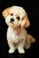 A portrait of beige Maltipoo puppy on a black background. Adorable Maltese and Poodle mix Puppy