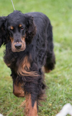 Gordon Setter walking in the dog show ring