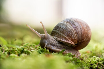 Große Schnecke auf Moos