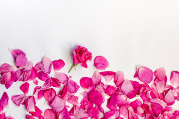 Pink rose petals. Beautiful floral card. Ingredients for natural cosmetics. Top view, soft focus