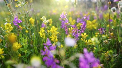 Alpine European meadows with colorful flowers. Camera moves in the grass among yellow and purple summer meadow flowers. UHD, 4K.