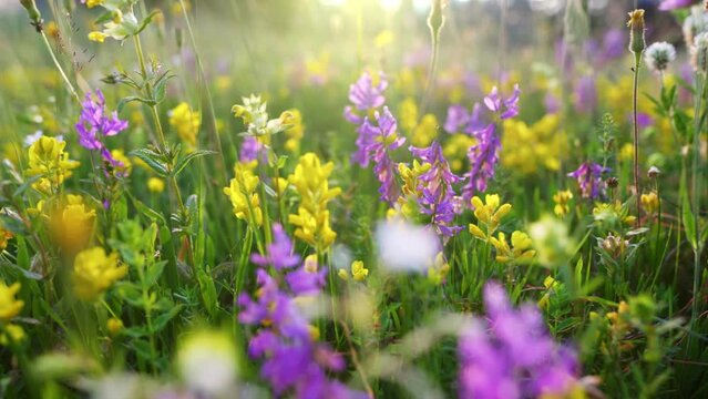 Alpine European meadows with colorful flowers. Camera moves in the grass among yellow and purple summer meadow flowers. UHD, 4K.