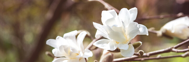 Fototapeta na wymiar White magnolia flowers on a branch close-up. Beautiful blooming spring tree in the park