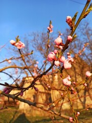 red flowers in the autumn