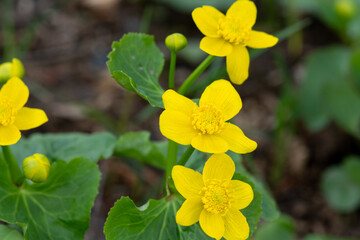 Beautiful yellow flowers of Caltha palustris on a background of green leaves. Kaluzhnitsa bolotnaya closeup