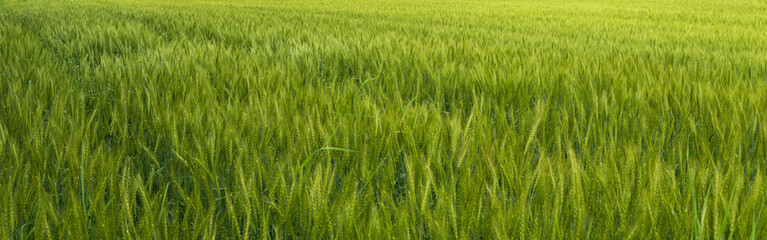 麦畑／コムギ（Triticum）