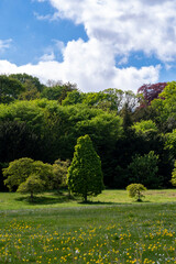 Lush green scene on sunny day in parkland