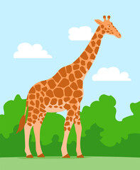 Cartoon cute giraffe on nature background. African herbivore mammal. Zoo and safari. Vector isolated baby illustration