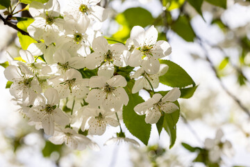 Spring background art with white cherry blossom. Beautiful nature scene with blooming tree and sun flare