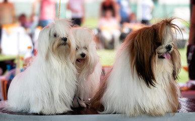 Lhasa Apso and Shih Tzu - three dogs groomed and waiting for a dog show