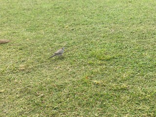 Birds on the grass, Ala Moana city park Waikiki, Oahu island, Hawaii year 2022 spring