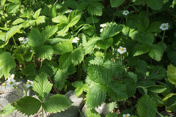 kwitnące poziomki wiosną w ogródku © siwyk