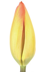 Closeup of yellow tipped with red tulip bud, just starting to open, isolated on white background. Concept.