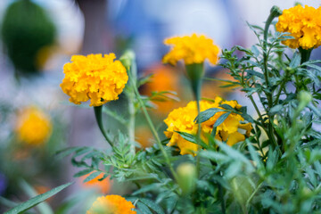 yellow flowers in the garden