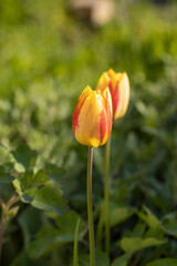 Beautiful view of yellow red tulips under sunlight landscape at the middle of spring or summer