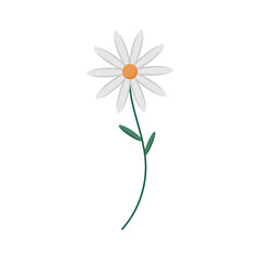 Chamomile flower on a white background