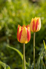 Beautiful view of yellow red tulips under sunlight landscape at the middle of spring or summer