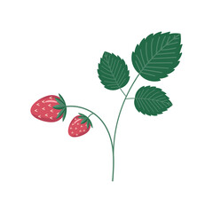 Strawberry bush on a white background