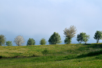 Dauergrünland mit Baumgruppe