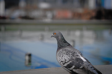 A blue pigeon basking in the rays of the spring sun near the city fountain. Pigeon close-up on the background of water in the city fountain.