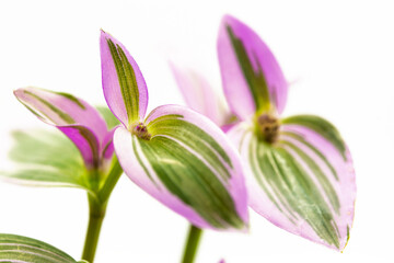 Plant with purple and green leaves and white small flowers on white background, Tradescantia Nanouk 