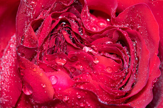 Full frame macro shot of a red rose with water droplets on it.