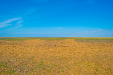 Field in wetland with horses on the horizon under a blue sky in bright sunlight sky in springtime, Almere, Flevoland, The Netherlands, April 28, 2022