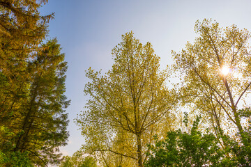 Trees in a forest under a blue sky in bright sunlight in springtime, Almere, Flevoland, The Netherlands, May 7, 2022